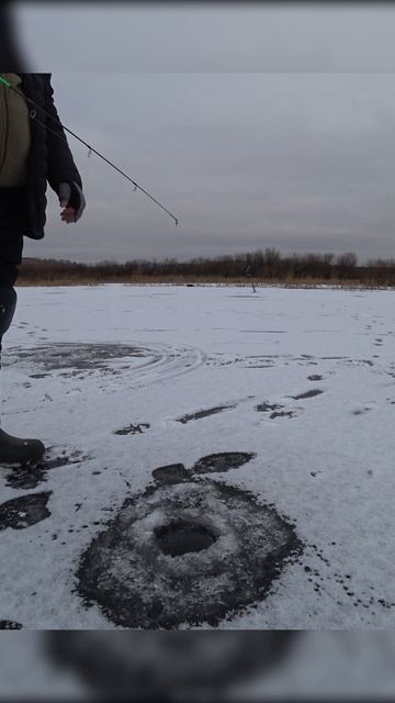 РЫБАЛКА НА ЖЕРЛИЦЫ. #shorts #рыбалка #fishing #рыба #fish #эдвардкосичка #природа #nature #отдых смотреть онлайн