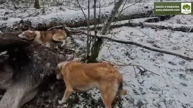 Кадры с охоты на лося с собаками в декабре 2025 года. смотреть онлайн