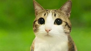 показываю как превратиться в жителя