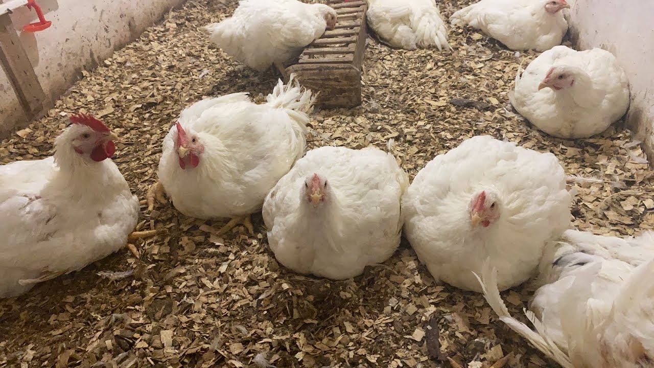 Прямой эфир Бройлерам 70 дней