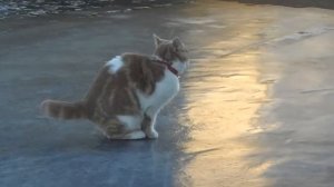 Исполнение Котика на льду 😸