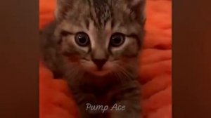 Животные приколы и не только😅