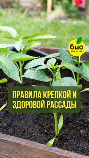 Правила крепкой, здоровой и коренастой рассады 🌱
