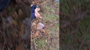 Недалеко от нашего приюта подобрала ворону с поломанным крылом