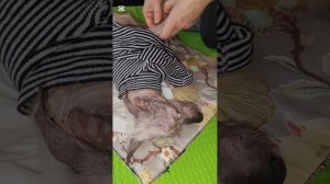 Часть 3 Снежок на массаже