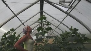 6 соток в июне. В теплице прошел МАМАй :)) Направляю огурчики вверх. Лобелия...