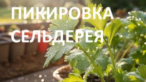 Пикировка  корневого сельдерея.