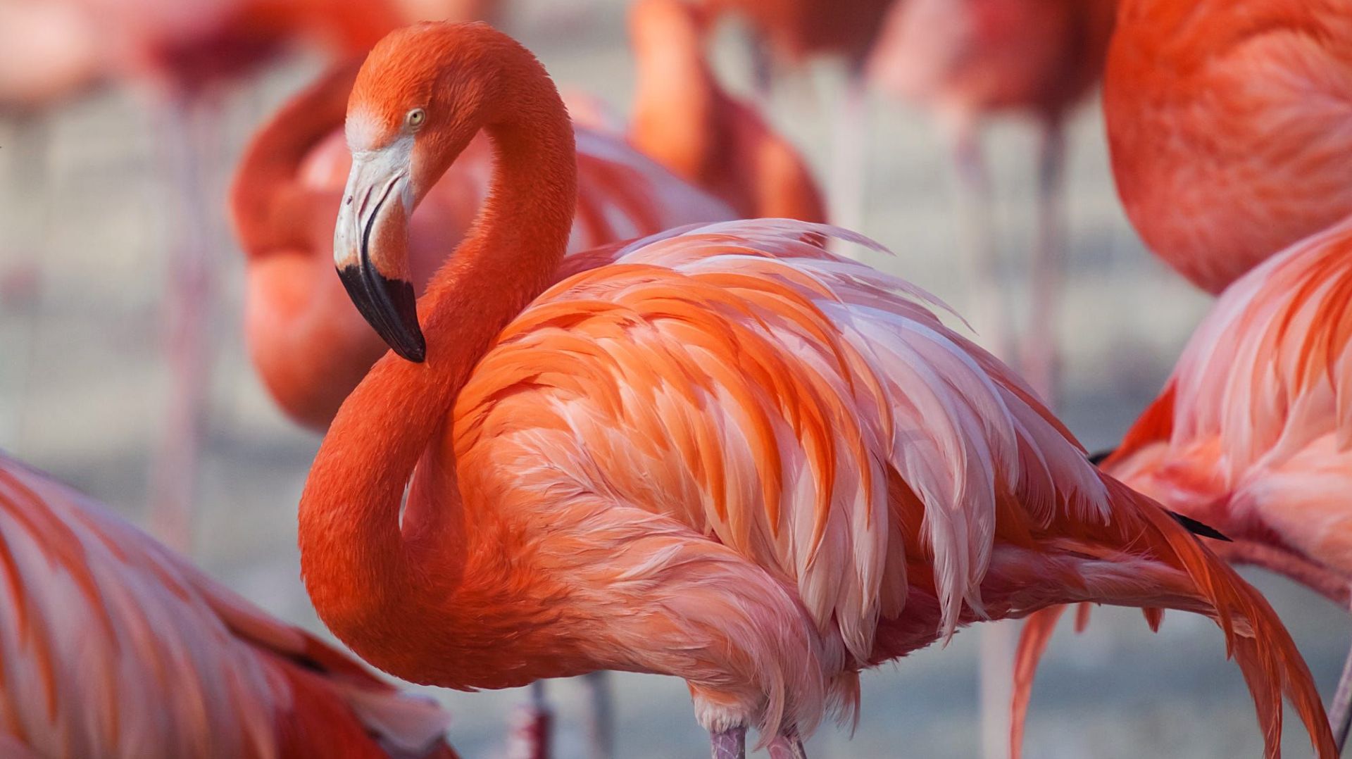 Птица утренней зари  *    Фламинго смотреть онлайн