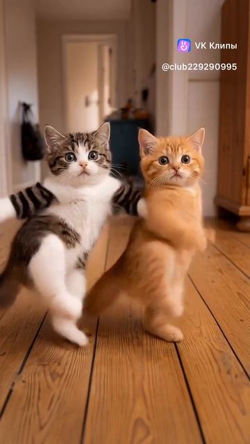 котики смотреть онлайн