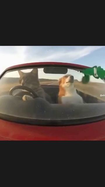 животныерулят забавныемоменты домашниеживотные животныенаприроде животныедрузья