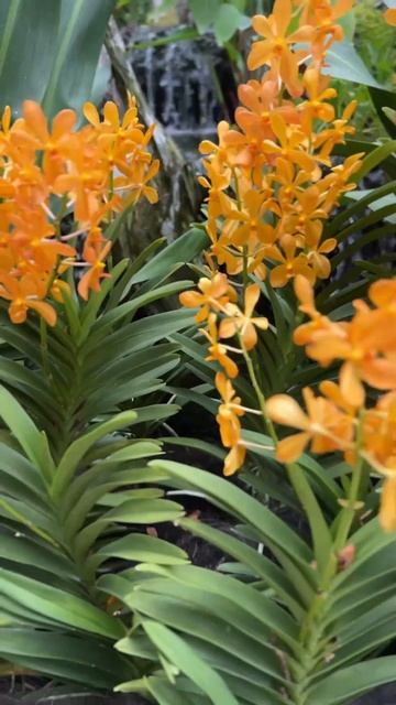 Парк орхидей в Ботаническом саду в центре Сингапура смотреть онлайн