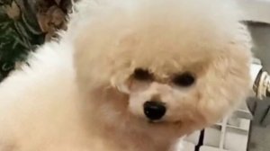 Неблагодарный зубастик. Я в шоке.