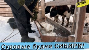 Как нам приходится поить быков в суровые морозы. Жизнь в Омской деревне.
