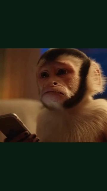 мартышкивсмешках видеоразвлечения смешнойживотныймир мартышкивсмешныхситуациях животныеввидео