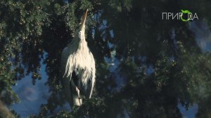 Серая цапля_1