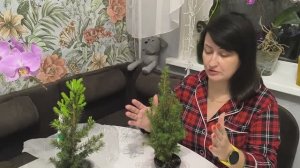 Как сохраняю ёлку Конику. Кого стригу? ЗИМНЕЕ ЧУДО. 18.01.26г. Выживет ли новогодний кипарисовик?