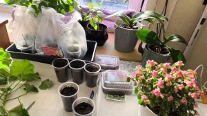 Красавица Портулакария😜. Черенкую розембудную пеларгонию😊