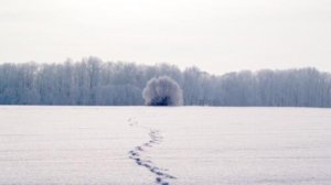 ТАМБОВСКИЙ ГУЛЯКА