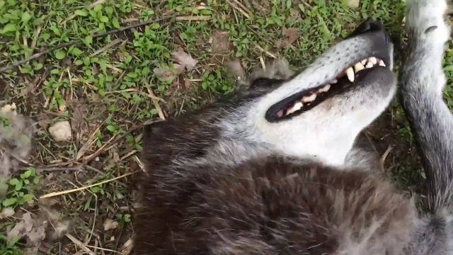 Волк балдеет 😄