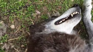 Волк балдеет 😄