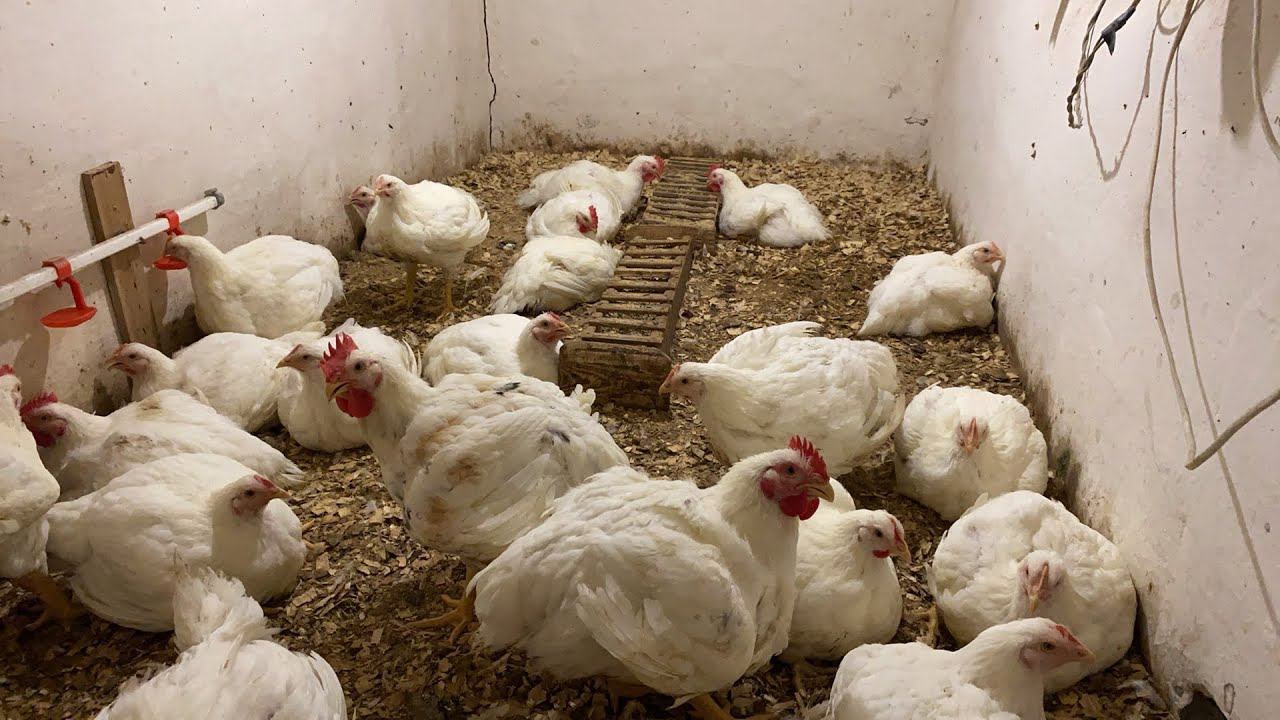 Прямой эфир! Вопрос ответ