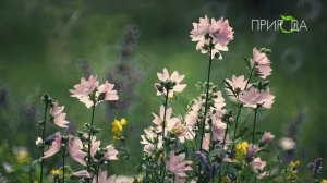 Мальва мускусная_1