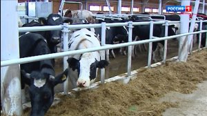 Животноводство останется драйвером развития агропромышленного комплекса Коми