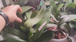 #157 ОрхоVLOG в продолжении