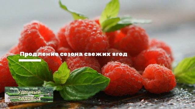 Ремонтантная малина смотреть онлайн