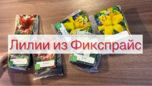 Лилии из Фикспрайс