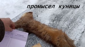 сезон по пушнине открыт! Повадки куницы: наблюдение и отлов