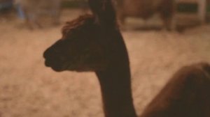 Безответная  любовь (автор Лукин А.) Супер песня !