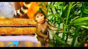 Ангелина, Каролина и Люся пришли КОРМИТЬ ЛЬВЁНКА! Люся научилась очень быстро тикать от львёнка)))