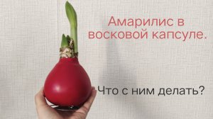 Амарилис в восковой капсуле.Что с ним делать?