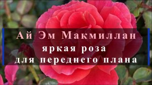 Ай Эм Макмиллан - яркая роза для переднего плана