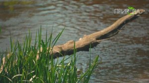 Удмуртия, река Кильмезь_1