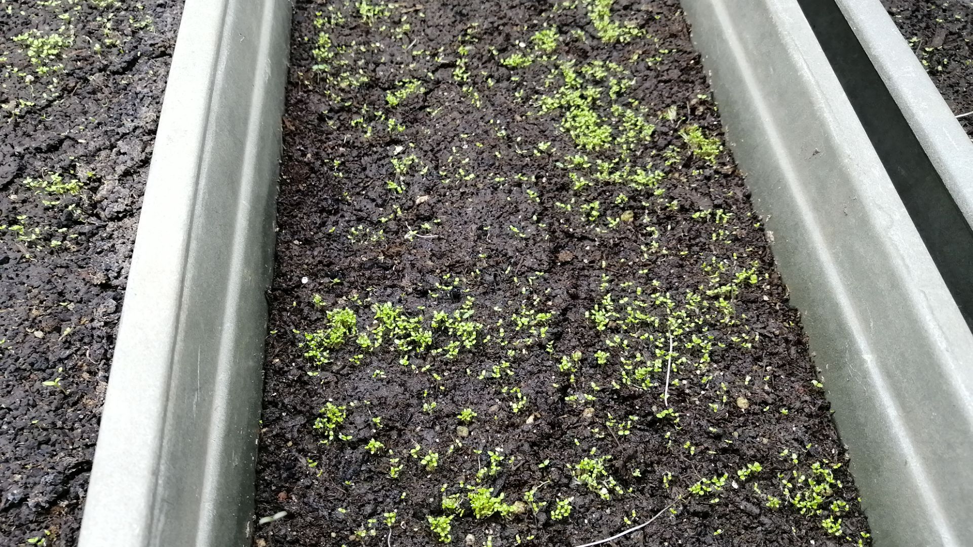 Великолепные январские всходы лобелии