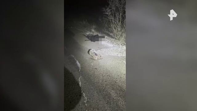 ФСБ опубликовала видео ликвидации боевика, готовившего теракт в Ставропольском крае смотреть онлайн