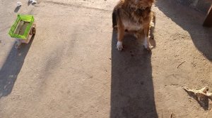 Симбуля и Люся