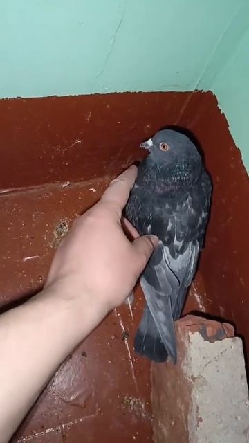 Хз 56. смотреть онлайн