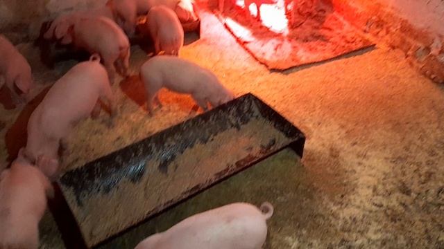 Поросята 20.01.2026