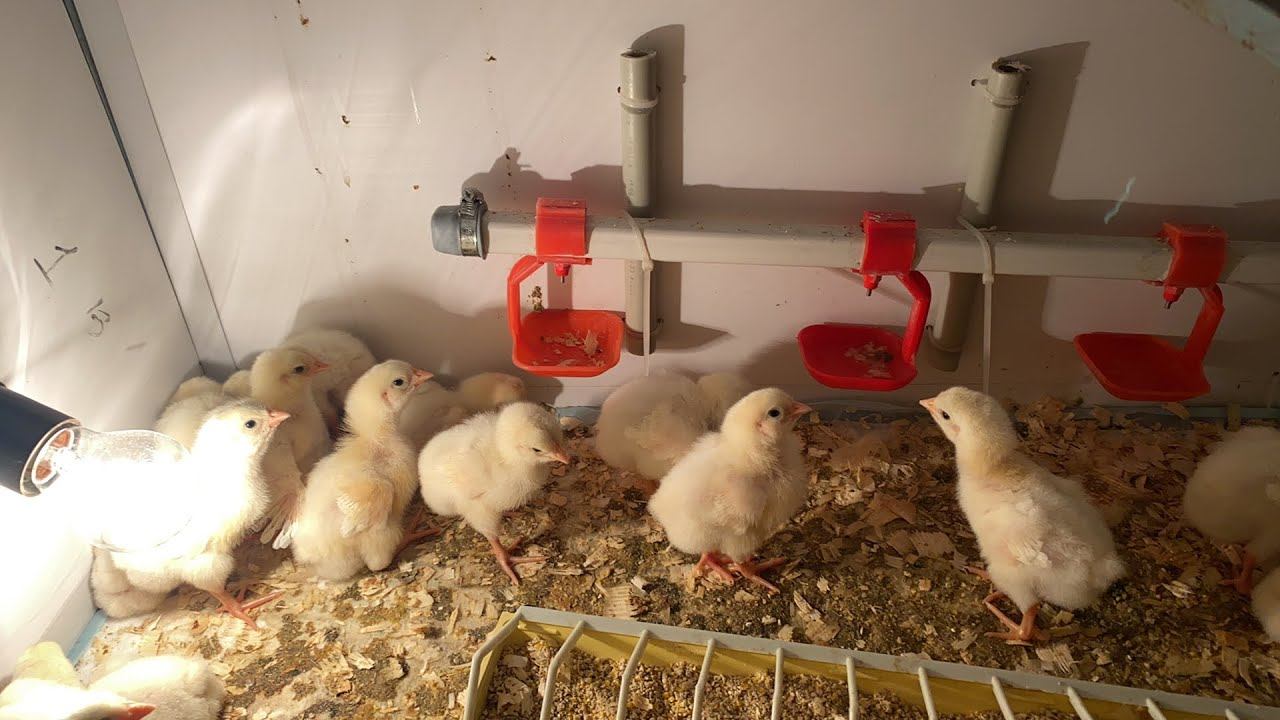 Прямой эфир. Цыплята бройлеры день 3