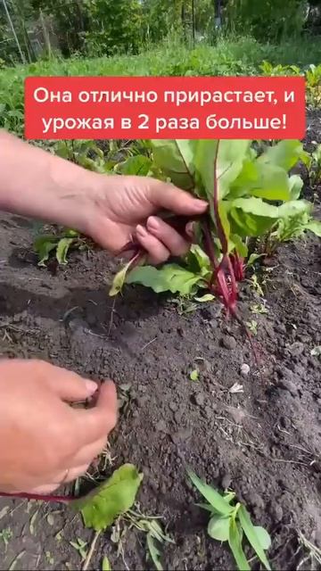 Если мало свеклы в огороде смотреть онлайн