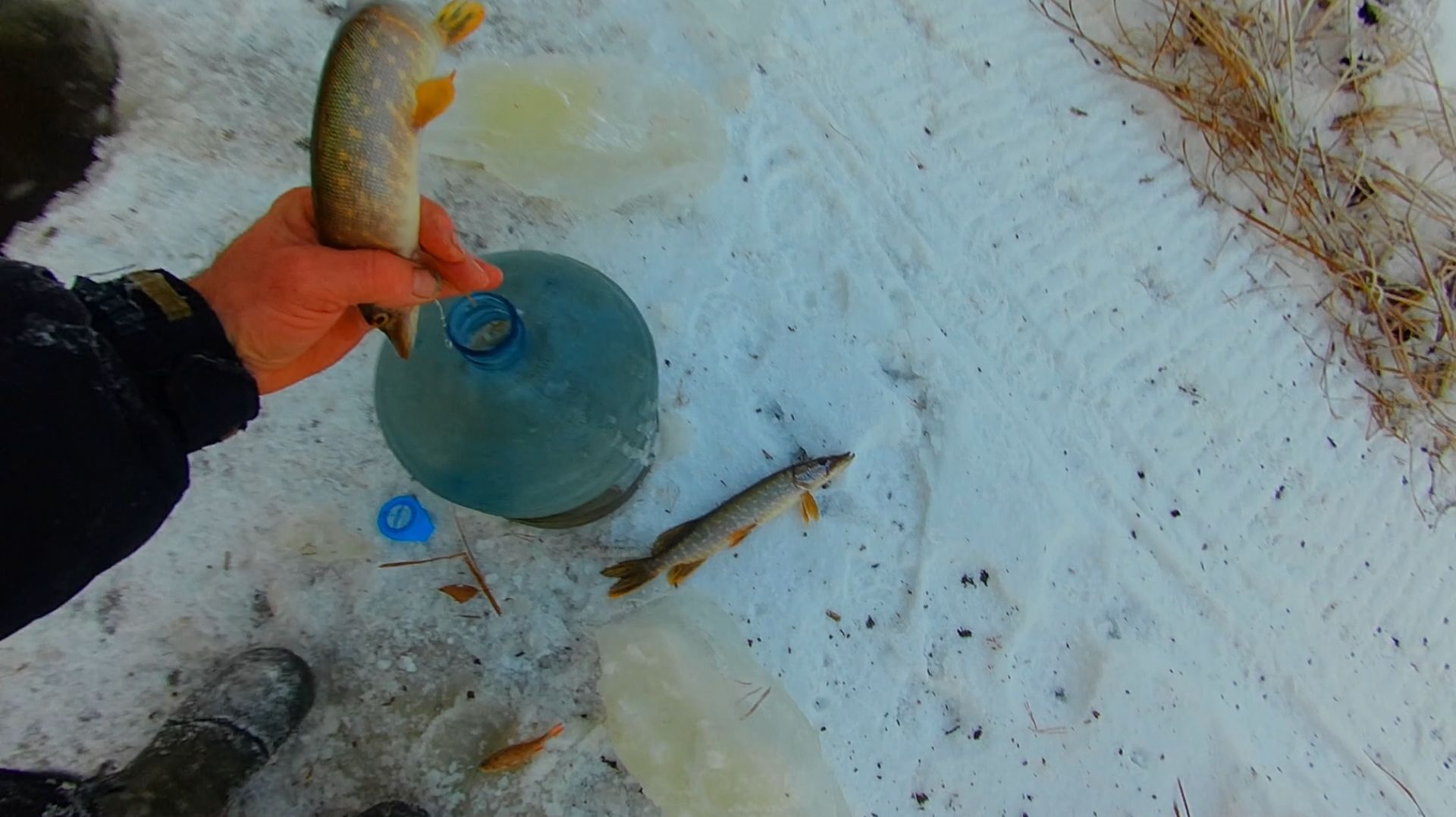 Спасаю рыбу от замора Рыба стала выплывать в мой ручей! часть 2 смотреть онлайн