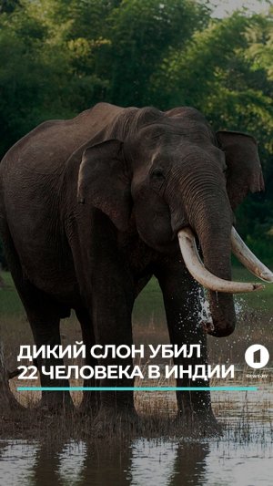 Дикий слон-одиночка убил 22 человека