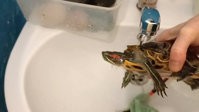 Мытьё краснухих черепах смотреть онлайн