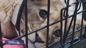 Больные львята Шейла и Али получили шанс на вторую жизнь в Подмосковье