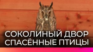В новгородском Кремле рассказали истории спасённых обитателей Соколиного двора