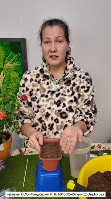 КАТАРАНТУС СЕМЕНАМИ НА РАССАДУ, ПРАВИЛЬНЫЙ ПОСЕВ смотреть онлайн