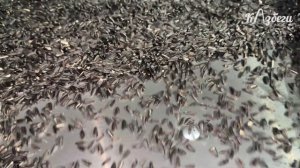 Ингушетия_семенная линия 2.0